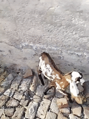 Goats graze near brick wall in Dera Chahal