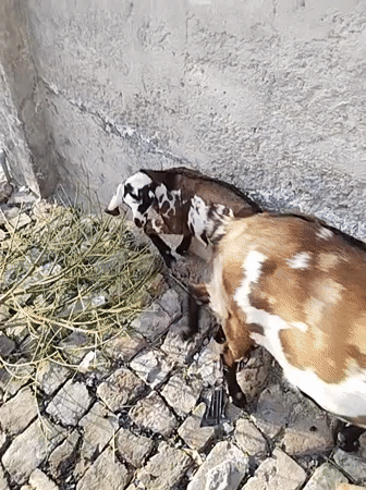 Goats graze near brick wall in Dera Chahal
