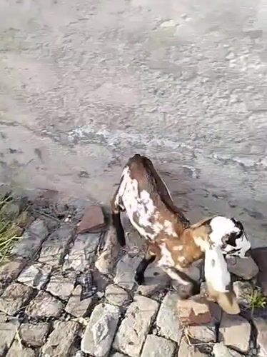Goats graze near brick wall in Dera Chahal