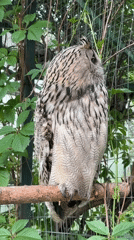 Visitor documents birds of prey at Omsk wildlife facility