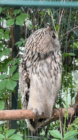 Visitor documents birds of prey at Omsk wildlife facility