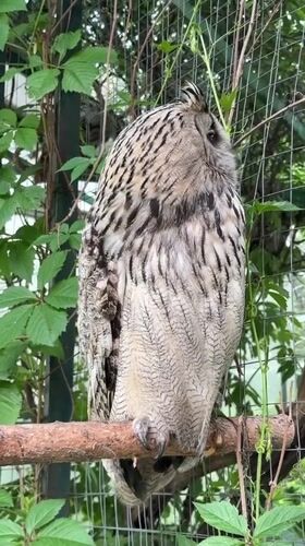 Visitor documents birds of prey at Omsk wildlife facility