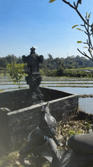 Woman exercises with dog through Indonesian rice paddies