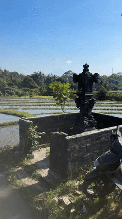 Woman exercises with dog through Indonesian rice paddies