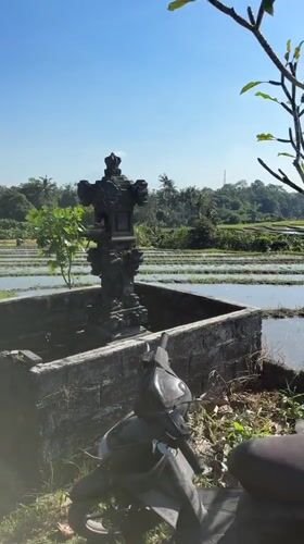 Woman exercises with dog through Indonesian rice paddies