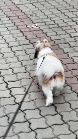 A small, fluffy dog with white and brown fur is walking on a paved sidewalk. The dog is on a leash, which is held by an unseen person. The sidewalk is made of interlocking gray and reddish-brown pavers arranged in a wavy pattern. The dog is moving away from the camera and towards the right of the frame. Its tail is fluffy and appears to be wagging slightly. The dog's fur is long and gives it a rounded appearance. The scene appears to be outdoors, and the lighting suggests it could be daytime, but the weather is not clearly discernible. The overall mood is peaceful and suggests a routine walk. There is no visible text in the media file.