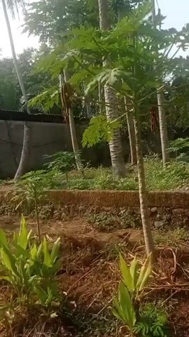 The video begins with a shot of a papaya tree and other plants in a rural setting, likely a farm or garden. The camera then pans to show a path with a white pipe running along it, surrounded by lush greenery and trees. Further on, there's a view of a building or structure with bamboo walls and a tiled roof, possibly a chicken coop or animal shelter. Inside, a pink object, likely a pig, is visible lying on a wooden platform. The video concludes with a closer look at the structure's interior, revealing more bamboo fencing and some discarded items on the ground. The overall impression is of a rustic, outdoor environment with agricultural elements.