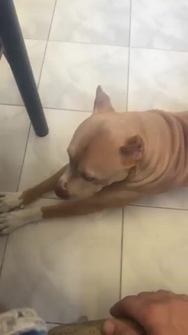 A light brown dog with white paws lies on a tiled floor, its head resting on its paws. It is under a dark metal table leg. The dog’s body is visible from the side, showing its ribs. The dog briefly turns its head to the left.