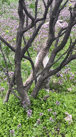 Cats spotted around Varna under cloudy afternoon skies