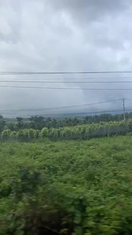 A video shot from a moving vehicle, likely a train, shows a landscape of lush green fields under a cloudy sky. Power lines are visible in the foreground, stretching across the frame. The fields appear to be cultivated with crops, possibly corn or other vegetables, with some trees and bushes scattered throughout the area. In the distance, more trees and rolling hills can be seen. The clouds are heavy and gray, suggesting the possibility of rain. The overall impression is one of a rural, agricultural setting.