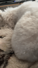 White poodle with ponytail rests on blankets during morning