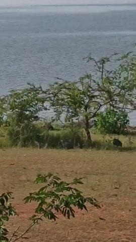 The video shows a view of a body of water, likely a lake or ocean, from a grassy shoreline. In the foreground, there are a few small trees and bushes. Several guinea fowl can be seen foraging in the grass. The scene is captured in natural light, giving a clear view of the landscape and the wildlife.