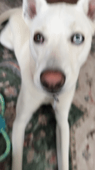 Heterochromia dog relaxes on a rug in Tacoma