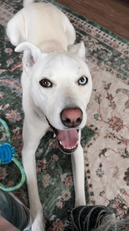 Heterochromia dog relaxes on a rug in Tacoma
