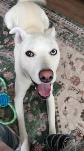 A white dog with heterochromia lies on a patterned rug, looking up at the camera. The dog's left eye is brown and its right eye is blue. Its nose is pink and it is wearing a pink collar. A green and blue toy is visible to the left of the dog. The video is a close-up shot of the dog's face.