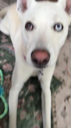 Heterochromia dog relaxes on a rug in Tacoma
