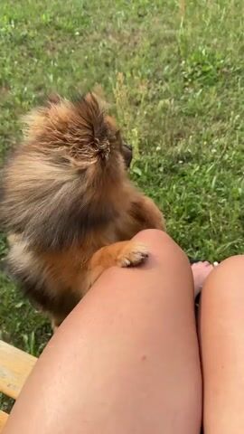 A small, fluffy Pomeranian dog with brown and tan fur is interacting with a person in an outdoor, grassy environment. The dog is on a leash and appears to be looking up at the person, with one paw resting on the person's leg. The person's legs and feet are visible in the foreground. The video also shows the dog walking and panting, with its tail wagging. The environment appears to be a park or backyard, with green grass and some wildflowers. The lighting suggests it is daytime.