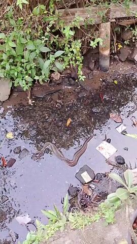A snake is seen swimming in murky water. The snake is brown and has stripes. The water is full of trash, including plastic wrappers and leaves. There are also some rocks and plants around the water. The scene appears to be an outdoor environment.