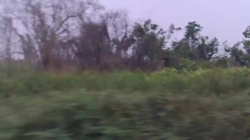 The video displays a blurry, horizontal panning shot of a landscape, likely taken from a moving vehicle. The scene is dominated by dense vegetation, with an abundance of green foliage in the foreground and midground. Tall, thin trees with bare branches and sparse leaves are visible in the background, silhouetted against a pale, overcast sky. The overall impression is of a rural or wild environment, possibly during a dull or twilight period due to the muted lighting and grayish hue of the sky. The blurriness suggests rapid movement and a focus on capturing the essence of the landscape rather than fine details. No people or discernible objects are present in the video.
