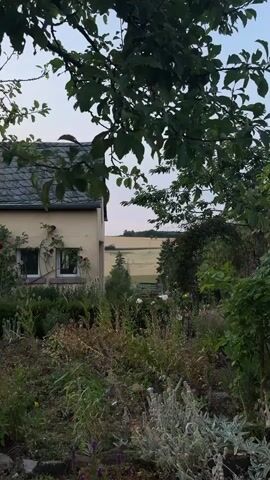 The video pans across a garden scene. In the foreground, there is lush vegetation including various plants, flowers, and possibly herbs. Behind the garden, a light-colored house with a dark roof is visible on the left side of the frame. Two windows with white frames are present on the side of the house. Climbing roses can be seen on the wall of the house. Further in the background, a field of crops, possibly wheat or hay, is visible under a pale sky. Trees and greenery dot the landscape. The overall impression is that of a tranquil, rural setting. The camera movement is slow and steady. There are no people or animals visible in the video. The lighting suggests it is either early morning or late evening.