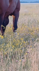 Horses graze across a wildflower meadow in rural Russia