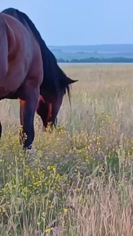 The video begins with a close-up view of a horse's hindquarters and legs as it grazes in a field of tall grass and wildflowers. The horse is brown with a black mane and tail. The camera then pans to the right, revealing more of the field and other horses in the distance. The environment is a wide, open meadow with rolling hills in the background under a clear, light blue sky. The overall impression is one of a serene, natural setting with horses peacefully grazing.