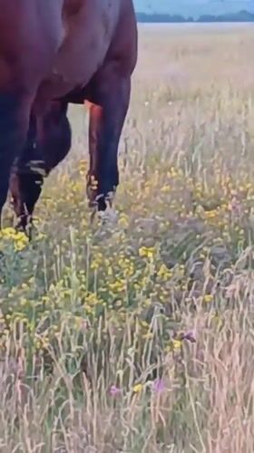 Horses graze across a wildflower meadow in rural Russia