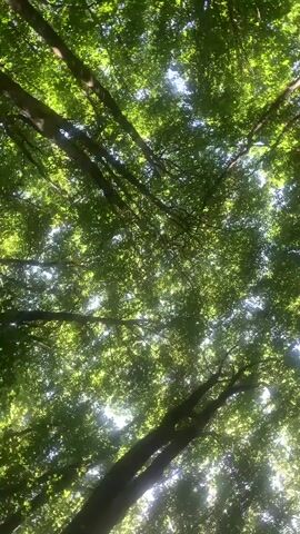 The video shows a view looking up through a dense canopy of green leaves and tree branches. Sunlight filters through the leaves, creating dappled light and highlights. The trees are tall, and the perspective suggests the camera is positioned at ground level, looking directly upwards. The environment appears to be a forest or a heavily wooded area. There are no people or discernible objects other than the trees and foliage. The camera movement is slight, possibly a gentle sway or tilt.