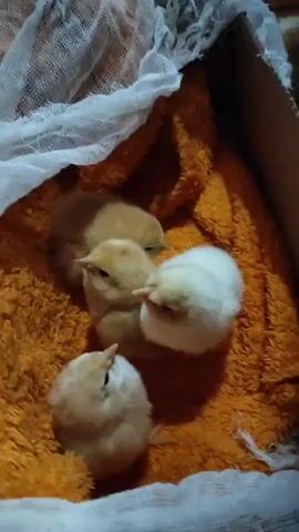 A close-up, overhead shot shows four small chicks nestled together on an orange, fuzzy blanket inside a box lined with white gauze. The chicks are various shades of yellow and white. One chick in the foreground faces away from the camera, while the other three are clustered together in the center and right of the frame, facing inward. The lighting is dim, casting soft shadows.