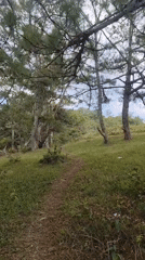 Morning forest hike documented through Lạc Dương pine landscapes