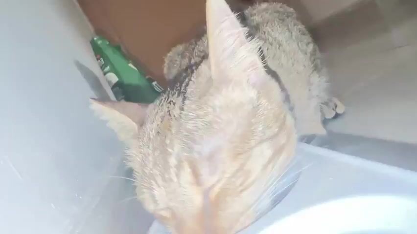 A close-up, high-angle shot shows a tabby cat with its head lowered into a white food bowl, eating. The cat has light brown fur with darker brown stripes and green eyes. Its ears are pointed upwards, and its whiskers are long and white. The food bowl is white and appears to contain dry cat food. The background is blurry, but a green object and a brown wall are visible. The lighting is dim.