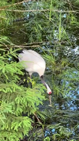 A majestic crane with distinctive white plumage, a black neck and wings, and a red patch on its head, stands in shallow, murky water. It is surrounded by lush green reeds and grasses, with a dense evergreen tree in the foreground providing a natural frame. The crane is actively foraging, with its long beak dipped into the water, presumably searching for food. The sunlight filters through the foliage, creating dappled patterns on the water's surface, suggesting it is daytime. The overall atmosphere is serene and natural, highlighting the bird in its wetland habitat. The location is identified as Klemyatino, Russia, a setting consistent with the presence of such wildlife. No text is visible in the media.