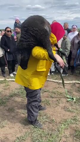 A man in a yellow jacket struggles to lift a black sheep onto his shoulders in front of a crowd of people gathered in a grassy field. The man is squatting and uses a green strap to help lift the sheep, which appears to be dead. The crowd, consisting of men, women, and children, are watching and some are holding phones, possibly recording the event. The weather appears cloudy.