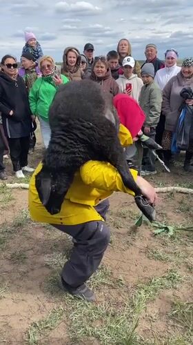 Traditional festival features sheep lifting, pony rides in Kumakskoe