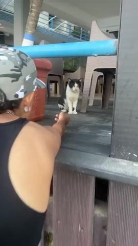 Here is a description of the video. A man wearing a camouflage hat and a white earring crouches down and reaches his hand out toward a black-and-white cat on a wooden porch. The cat sits and faces him directly. Behind the cat are brown plastic chairs and a small green plant. The edge of a blue rail is overhead in the foreground, and a red planter is to the left of the man.