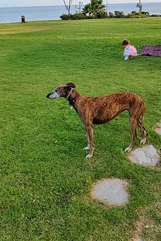 A brindle greyhound is lying on a grassy field. In the background, a young child in a pink dress is playing. A woman is sitting on a blanket behind the child. The ocean is visible in the distance.