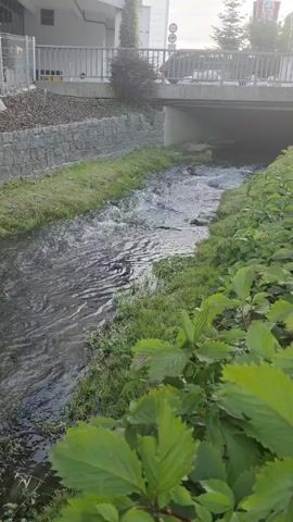 A shallow stream flows through a grassy channel. The water is murky and appears to have a slight current. The banks of the stream are lined with green grass and some small plants. In the background, there is a bridge over the stream, with a building and a fence behind it. The scene appears to be outdoors in daylight.