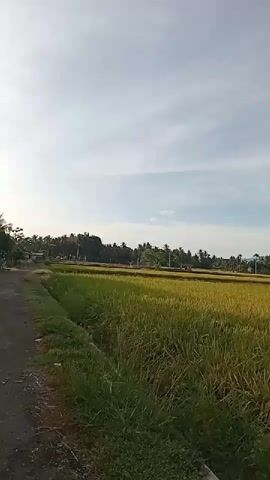 The video shows a scenic view of a golden rice field under a bright sky. The rice is ripe and ready for harvest, with tall stalks swaying gently. In the distance, a row of trees lines the horizon, and mountains are visible in the far background. A tall antenna towers over the trees. A narrow dirt road runs along the edge of the field.