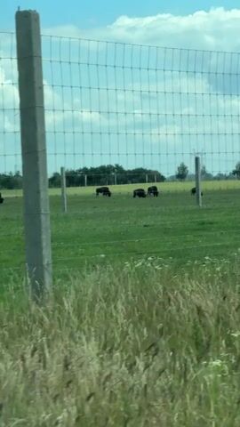 The video shows a grassy field enclosed by a wire fence. In the distance, several dark-colored animals, possibly bison, are grazing. The sky above is partly cloudy. A concrete post supporting the fence is visible in the foreground. The video appears to have been filmed from a moving vehicle.