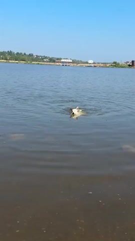 A white dog is swimming in a body of water. The dog is facing left and appears to be paddling. The water is calm with small ripples. In the background, there is a shoreline with trees and buildings. The sky is clear and blue.