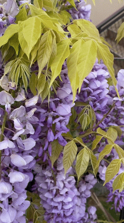 Spring blooms and morning scenes documented in Budva