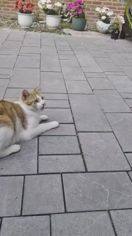 A ginger and white cat lies on a paved patio, batting at a green string toy with yellow ribbons. The cat is positioned to the left of the frame, facing right. The patio is paved with rectangular grey stones. In the background, a brick wall with potted flowers is visible. The toy is being dangled from the top right of the frame. The cat moves its paw to strike the toy.