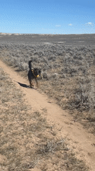 Dog retrieves toy on dirt path in Hudson field
