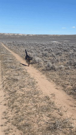 Dog retrieves toy on dirt path in Hudson field