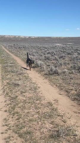 A medium shot captures a dog retrieving a toy on a dirt path in a dry, grassy field under a clear blue sky. The dog is primarily black with brown legs and a yellow collar. It trots along the path, carrying a bright green and yellow toy in its mouth. The path is flanked by low, scrubby vegetation. In the background, the landscape stretches out to the horizon, with slightly elevated terrain in the distance. As the dog approaches, the camera follows it closely until it reaches a person standing on the path. The person is wearing dark pants tucked into dark boots. The dog briefly bumps against the person's legs before the video ends. The voiceover says "Good girl."