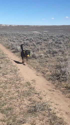 Dog retrieves toy on dirt path in Hudson field