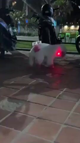 A small white dog with pink-trimmed feet and pink spots walks between two parked motorcycles on a sidewalk with red tile. The dog's neck and front paws are emitting multi-colored light.  The scene appears to be at night near a park area with outdoor furniture visible in the background.  A street sign is visible in the background, as well as license plates on the motorcycles.