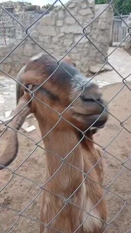 A brown goat with long ears is eating a carrot held by an unseen person. The goat is behind a chain-link fence. The background shows a rocky enclosure and dirt ground.