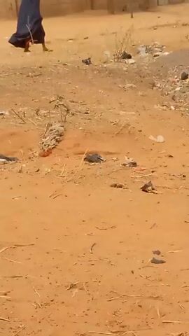 The video shows an outdoor scene on what appears to be a dirt ground. There is litter scattered across the ground. Initially, the focus is on the ground, then the camera pans up to show a woman in a dark blue hijab walking along a path. A child walks in the opposite direction, and then a man with a camera and a girl in a pink dress enter the frame and interact, possibly posing for photos. The background includes a brick wall, trees, and simple buildings. The overall setting seems to be in a less urbanized area.