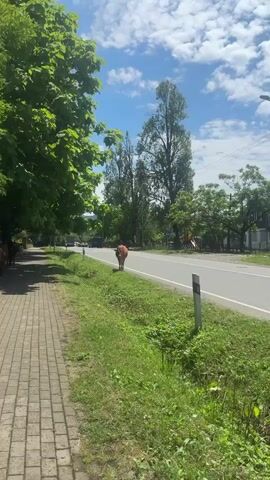 This short video clip captures a pastoral scene on a sunny day in Chakvi, Georgia. The foreground is dominated by a paved sidewalk on the left, bordered by lush green grass and vegetation. A brown cow ambles along the grassy shoulder of a paved road, which stretches into the distance. The road appears to be a rural highway, with traffic, including a red car, visible in the background. Tall, leafy trees line the left side of the road, providing shade. In the background, more trees create a natural backdrop, and beyond them, a playground structure with red and yellow slides is visible. The sky is a bright blue with scattered white clouds, suggesting fair weather. The overall atmosphere is peaceful and rural, with the cow as the central subject. No visible text is present in the video. The time of day appears to be daytime, given the bright sunlight.